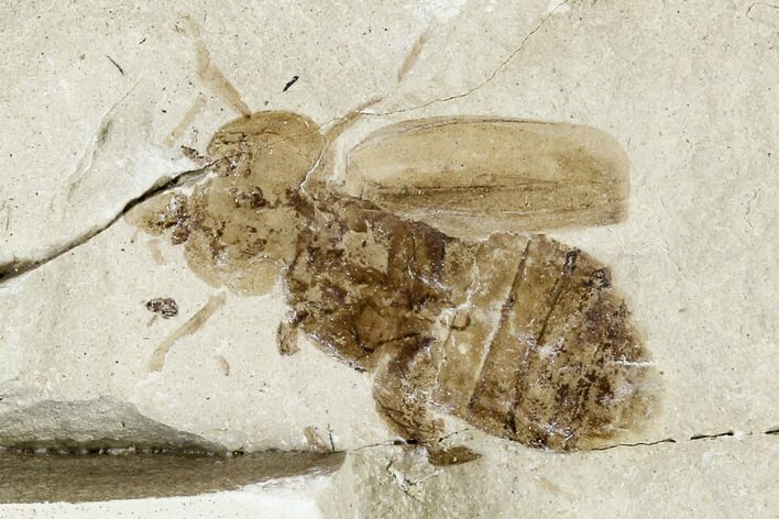 Fossil Beetle (Coleoptera) - Green River Formation, Utah #109122